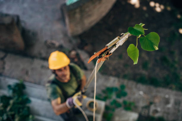 The Steps Involved in Our Tree Care Process in Coats Bend, AL